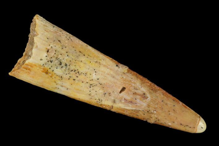 Fossil Pterosaur (Siroccopteryx) Tooth - Morocco #134668